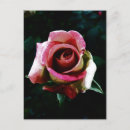 Buscar rosa roja postales Floral