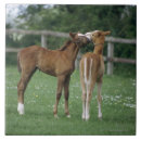 Buscar agricultura azulejos Al aire libre