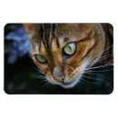 Buscar bengala imanes Gatos