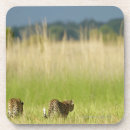 Buscar pardus Fauna