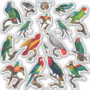 Buscar loros otros Cualquier niño