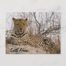 Buscar reposa postales Leopardo