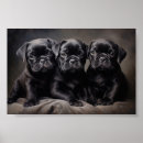 Buscar arrugas posters Negro