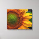 Buscar girasol lienzos Jardín