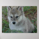 Buscar perrito de lobo Lobos