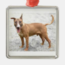 Buscar perro de bull terrier adornos Imagen