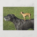 Buscar great dane postales Pequeño