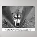 Buscar adopte posters Perro