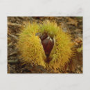 Buscar castaña postales Para todos