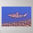 Buscar tiburón negro posters Pescado