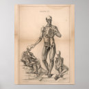 Buscar osteología Anatomía