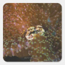 Buscar sulawesi Animal