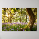 Buscar bluebells posters Bosque