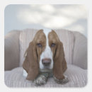 Buscar basset hound pegatinas Animal