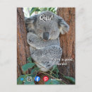 Buscar koala divertida postales Divertido
