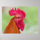 Buscar gallo colorido posters Animales