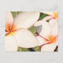 Buscar plumeria postales Tropical