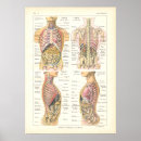 Buscar órganos internos posters Humanos