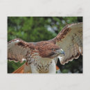 Buscar rescates postales Pájaro
