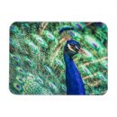 Buscar vida real imanes Animal