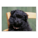 Buscar perro de pomerania enano postales Perrito