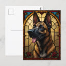 Buscar malinois belgas postales Pastor belga