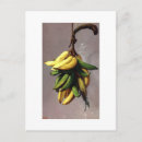 Buscar plátanos amarillos postales Para todos