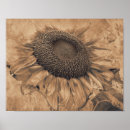 Buscar girasol gigante posters Flor