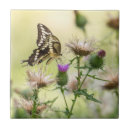 Buscar cola azulejos Verano