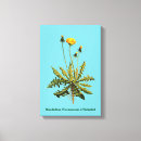 Buscar dandelion lienzos Taraxacum officinale