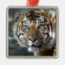 Buscar peligro adornos Zoológico