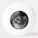 Buscar estrella linda fotografía Gato