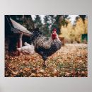 Buscar gallina negra posters Gallinas