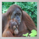 Buscar orangután arte Vida silvestre