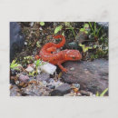 Buscar newt postales Naturaleza