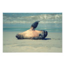 Buscar foca posters 6 º foco