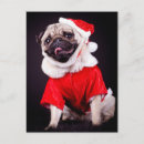 Buscar pug fotografía Lindo