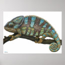 Buscar camaleón posters Iguana