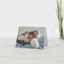 Buscar gatos de calicó tarjetas Felino