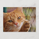 Buscar mal postales Gatos