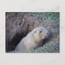 Buscar indeciso postales Adorable