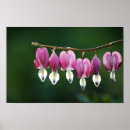 Buscar corazón sangrante posters Rosa
