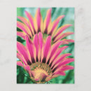 Buscar pétalos postales Rojo