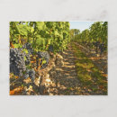 Buscar sauvignon Fértil