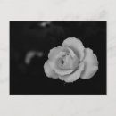 Buscar condolencia postales Rosa