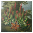 Buscar gusano azulejos Botánico