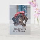 Buscar shorthair Animales