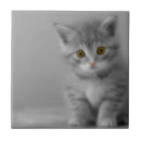 Buscar gatitos azulejos Felino