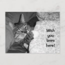 Buscar durmiendo postales Gato