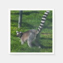 Buscar lemur fotografía Vida silvestre